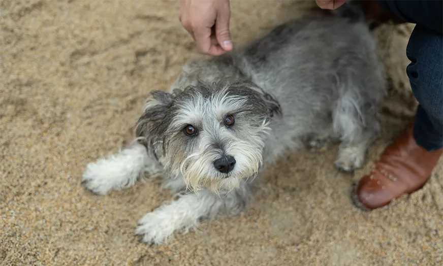Biarritz overview image